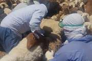واکسیناسیون 20 هزار راس گوسفند علیه بروسلوز در گناباد